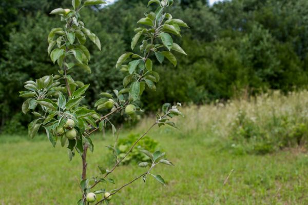 Apple Tree Planting in Spring