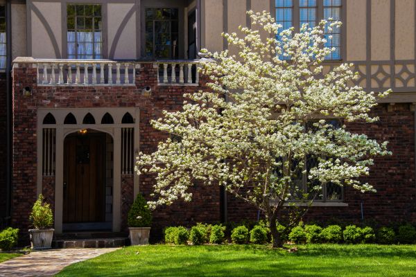 Dogwood Tree Planting in Spring