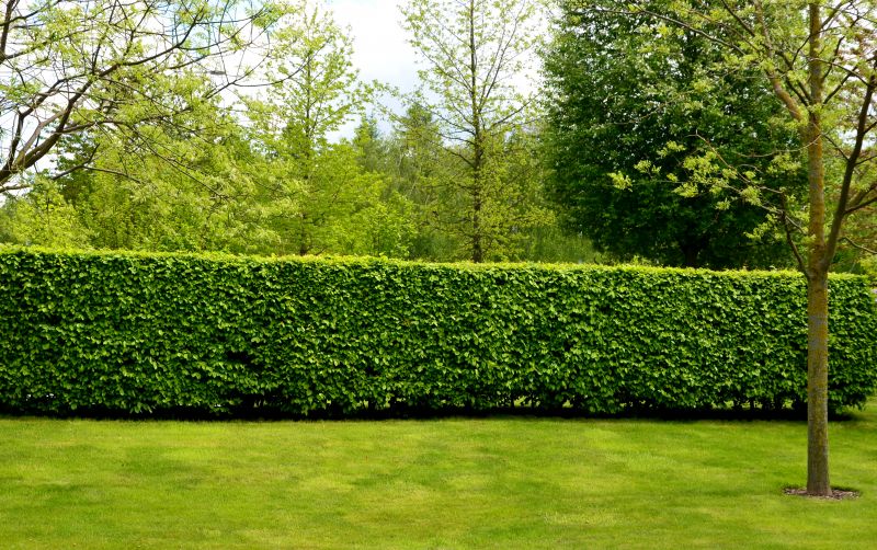 Privacy Hedge Installation